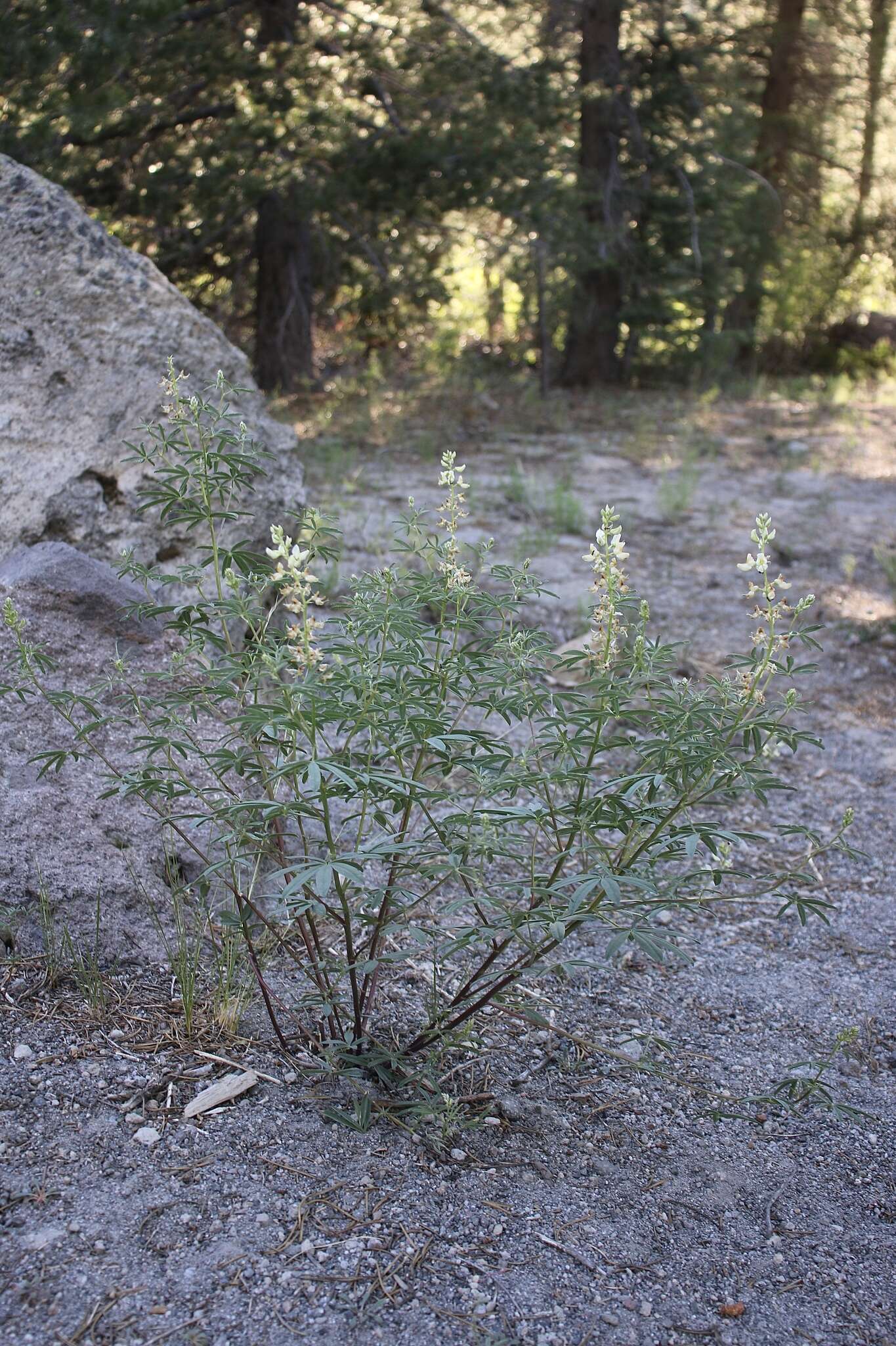 Plancia ëd Lupinus angustiflorus Eastw.