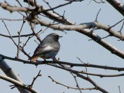 Image of Phoenicurus ochruros gibraltariensis (Gmelin & JF 1789)