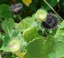 Sivun Abutilon mauritianum (Jacq.) Medic. kuva