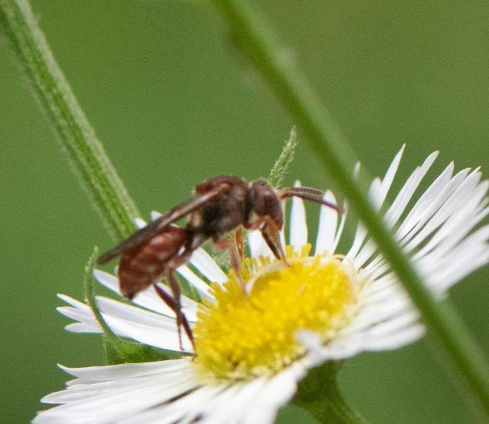 Image of Nomada erigeronis Robertson 1897