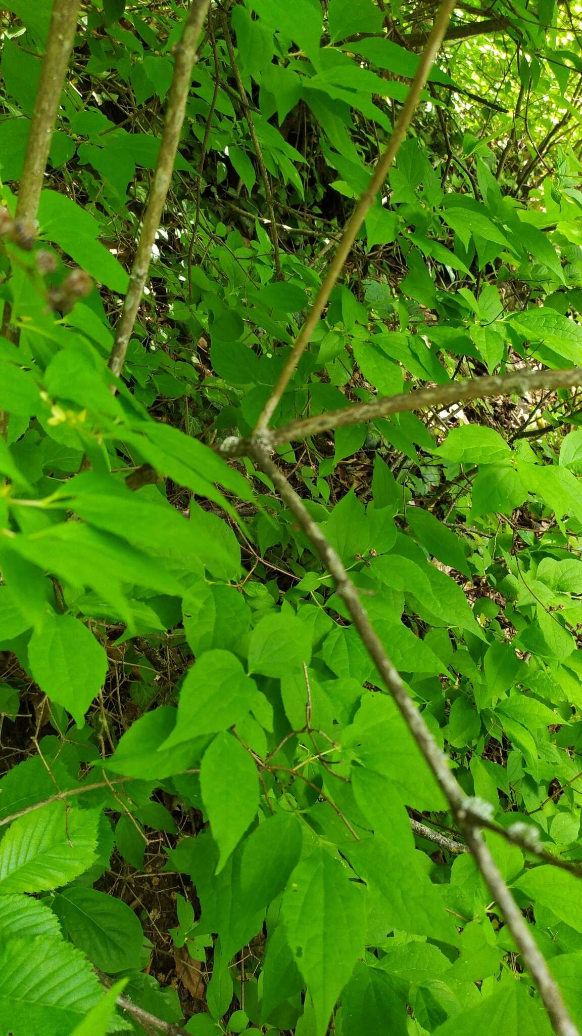 Image of golden mock orange