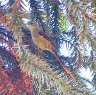 Image of Araucaria Tit-Spinetail