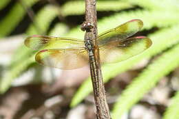 Image of <i>Neurothemis stigmatizans bramina</i> Guerin 1830