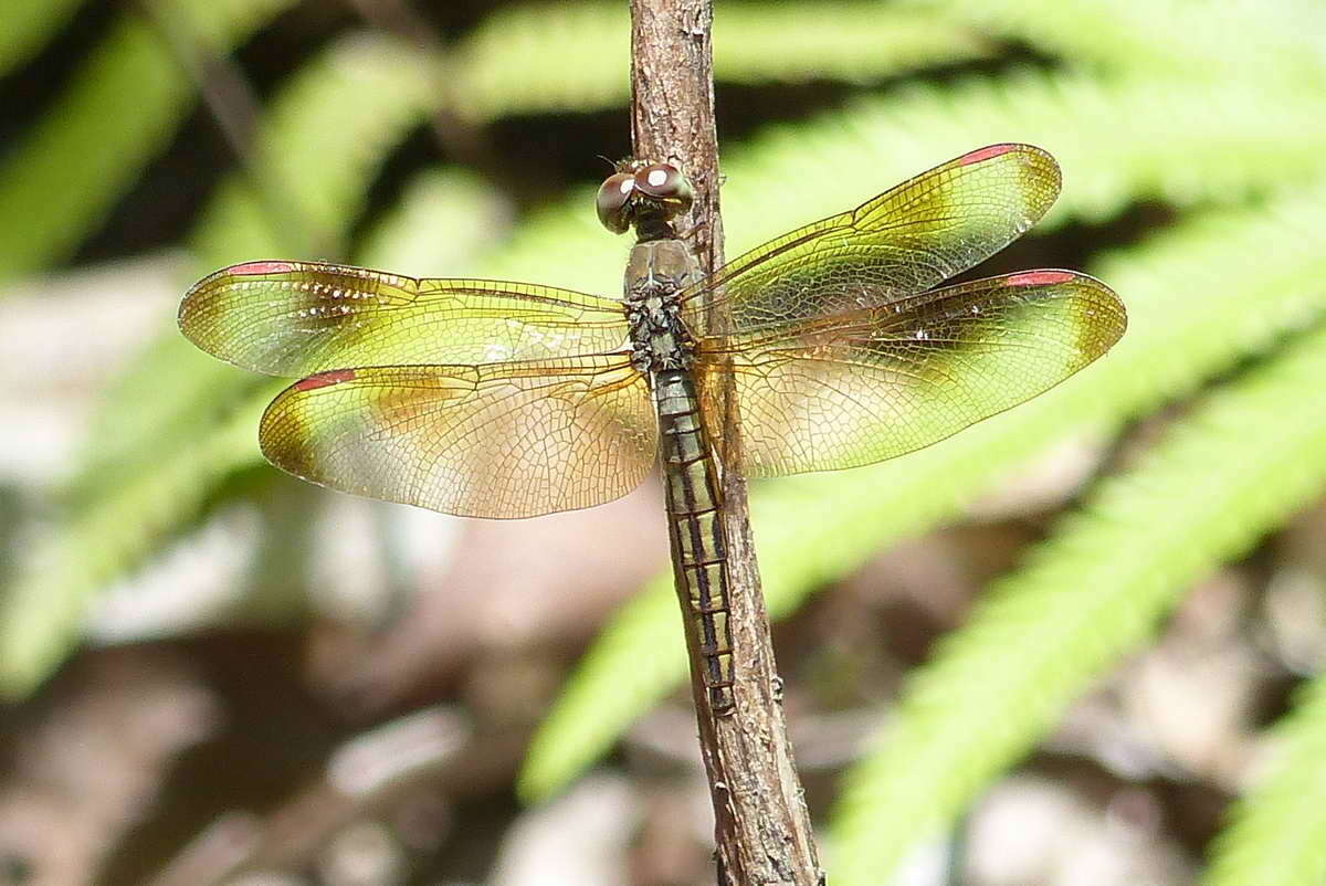 Image of <i>Neurothemis stigmatizans bramina</i> Guerin 1830