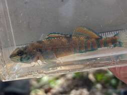 Image of Creole Darter