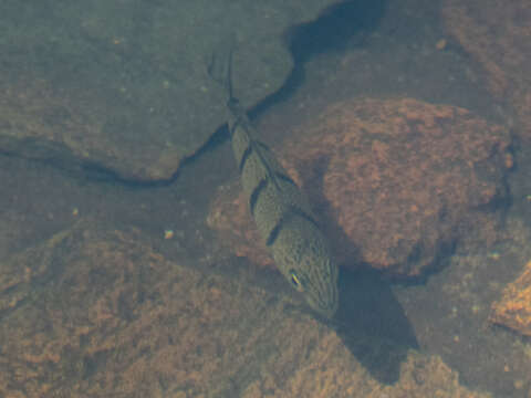 Image of Banded grunter