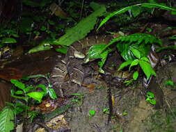 صورة Bothrops osbornei Freire-Lascano 1991