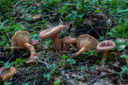 Imagem de Lactarius fulvissimus Romagn. 1954