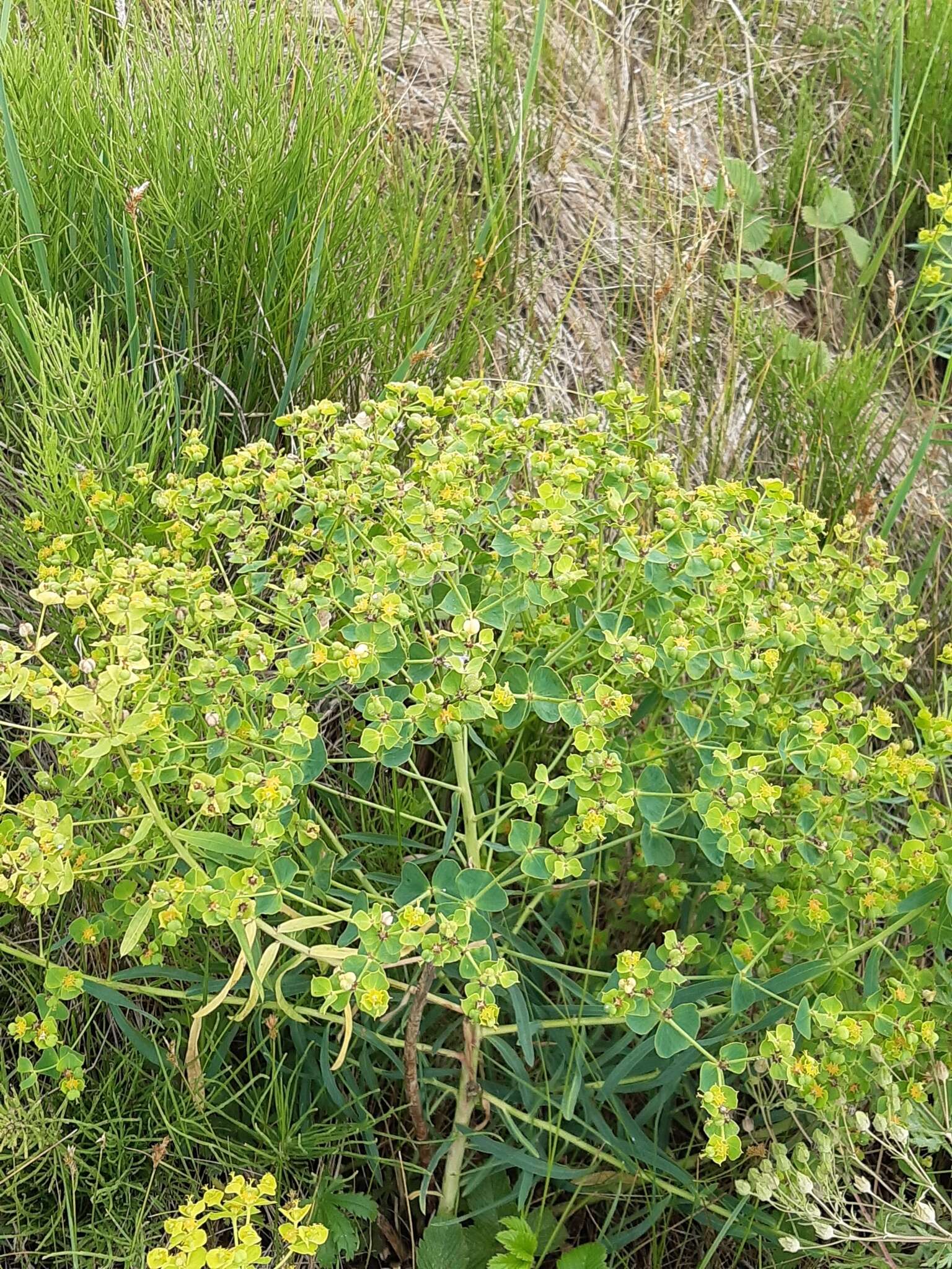 Sivun Euphorbia esula subsp. tommasiniana (Bertol.) Kuzmanov kuva