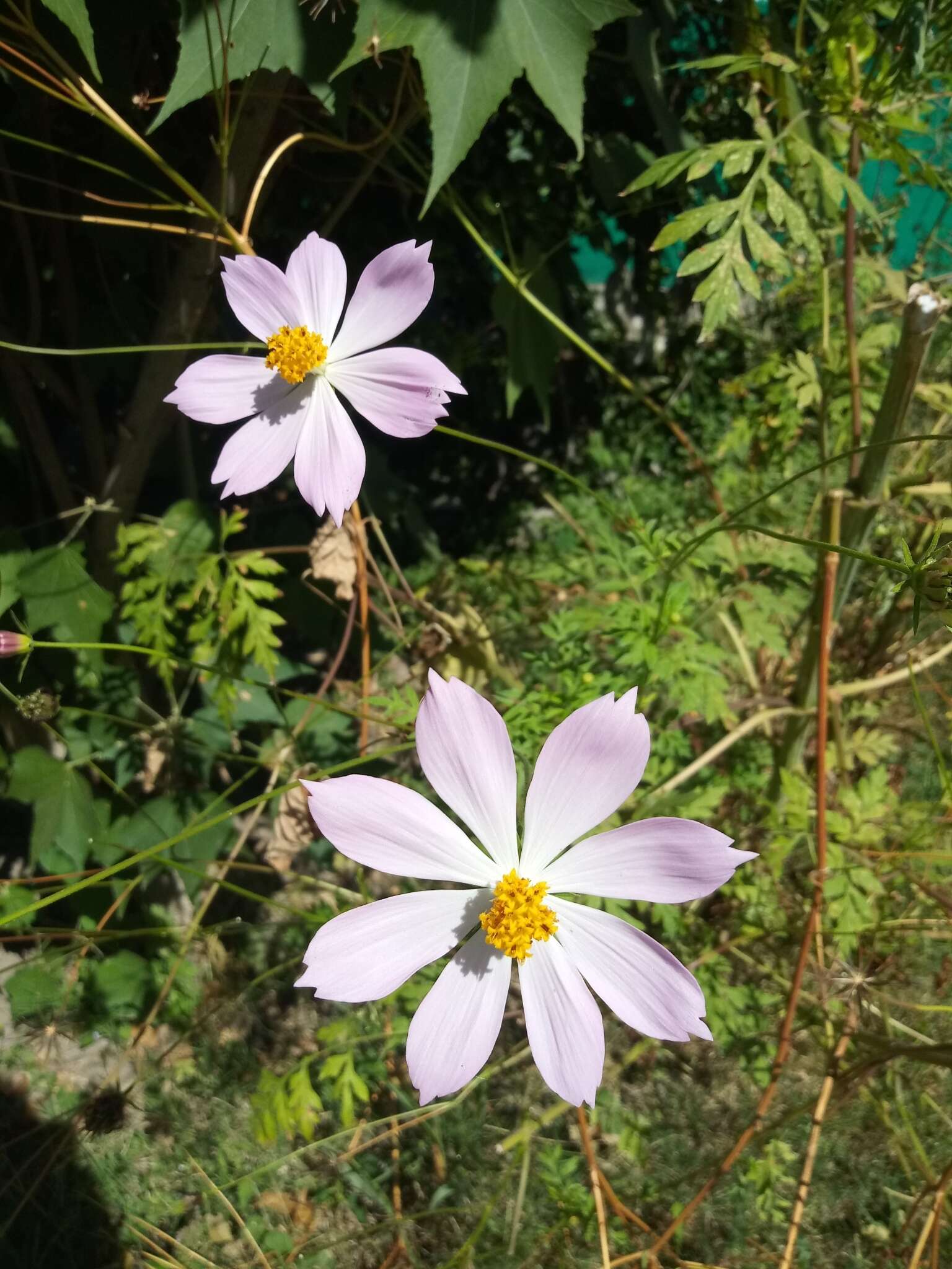 Image of Cosmos pacificus T. E. Melchert