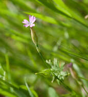 Image of hairypink