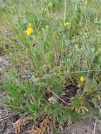 Image of silkyleaf cinquefoil