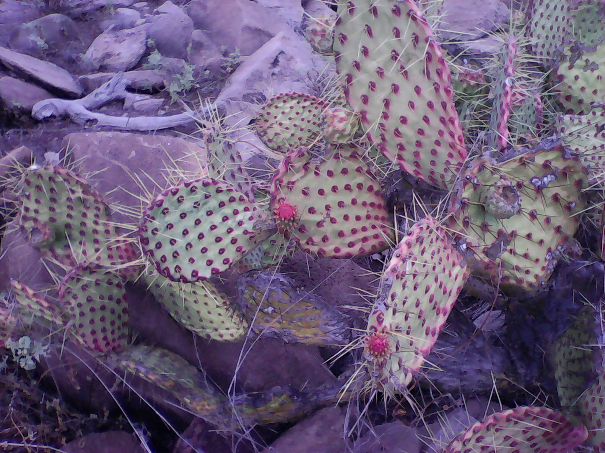 Opuntia comonduensis resmi