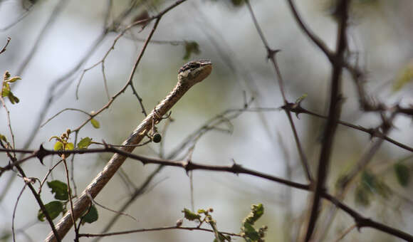 صورة Thelotornis capensis A. Smith 1849