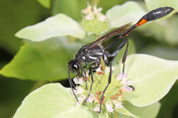 Image of Ammophila procera Dahlbom 1843