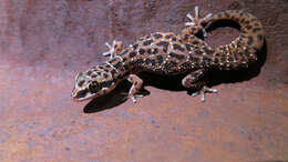Image of Van Son's Gecko