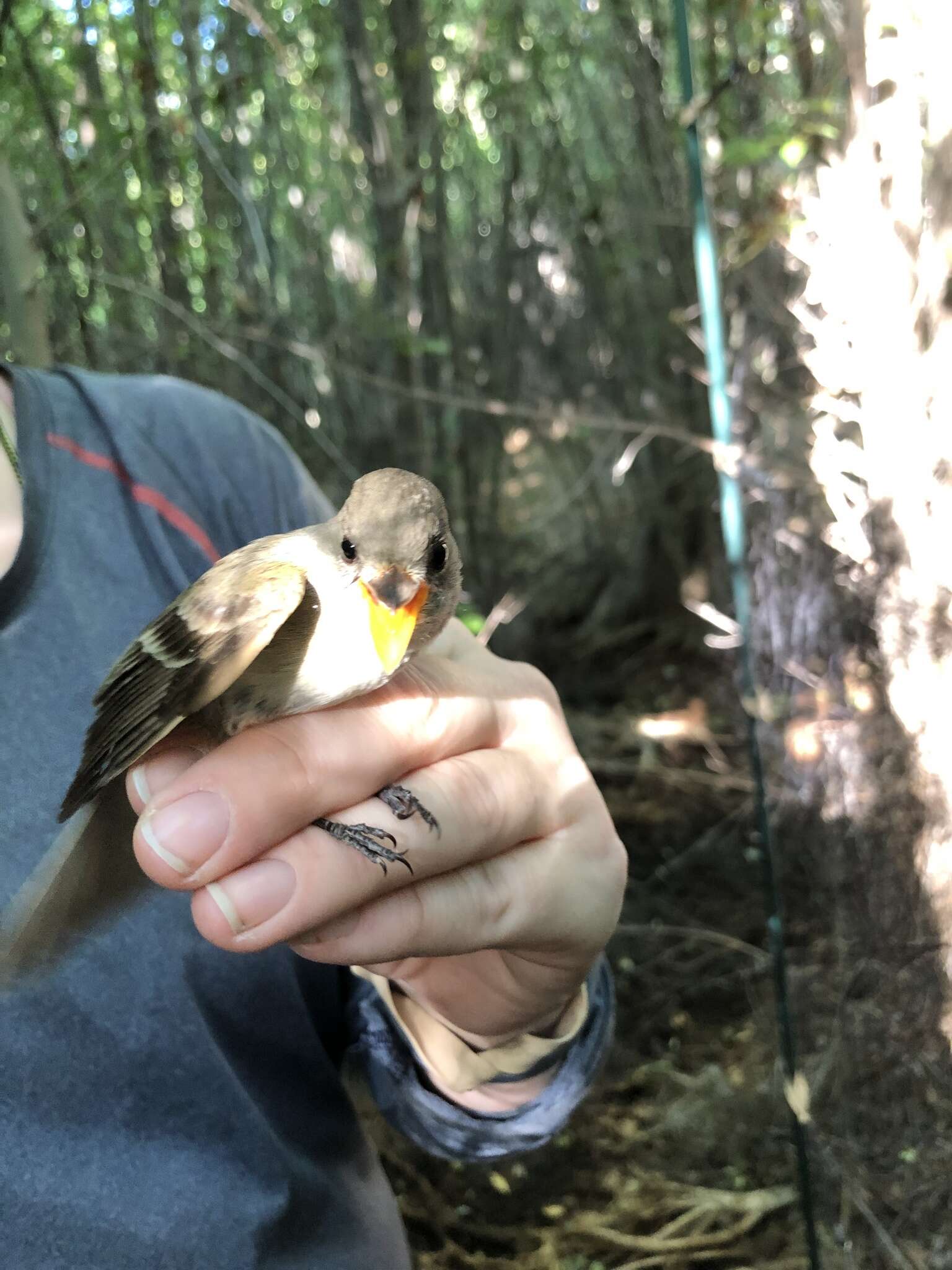 Image of southwestern willow flycatcher