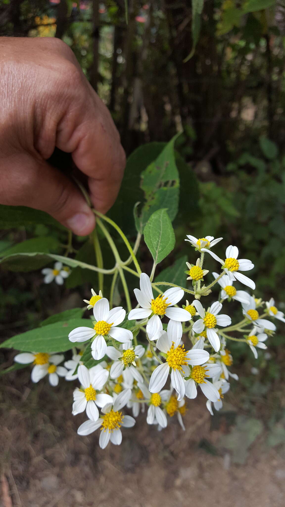 Image of Montanoa leucantha subsp. arborescens (A. P. DC.) V. A. Funk