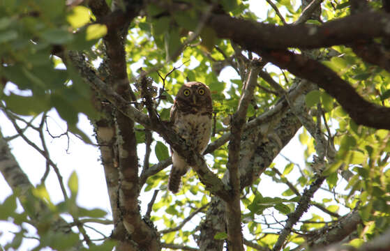 Image of African Barred Owlet