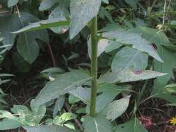 Image of hawkweed