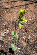 Image of Sebaea micrantha var. micrantha