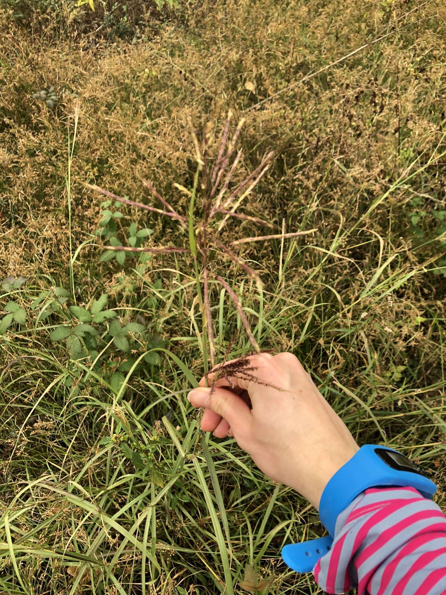 Image of Caucasian bluestem