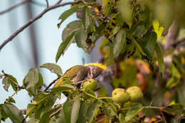 Image of Lesser Yellownape Woodpecker