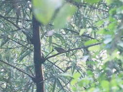 Image of Horsfield's Babbler