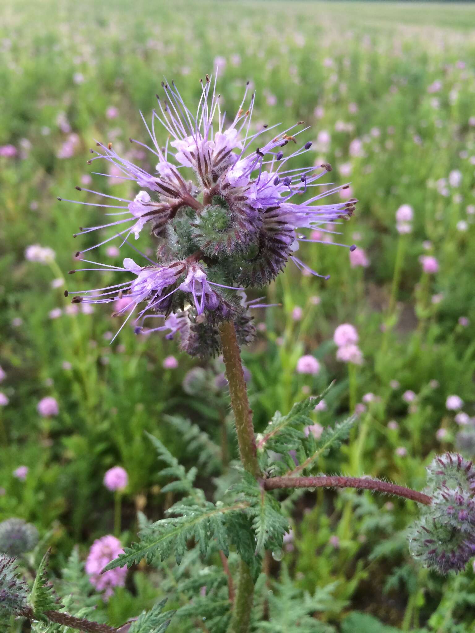 Plancia ëd Phacelia tanacetifolia Benth.