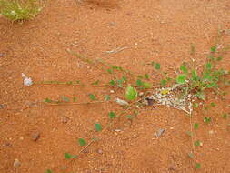 Image of Ptilotus axillaris (Benth.) F. Müll.