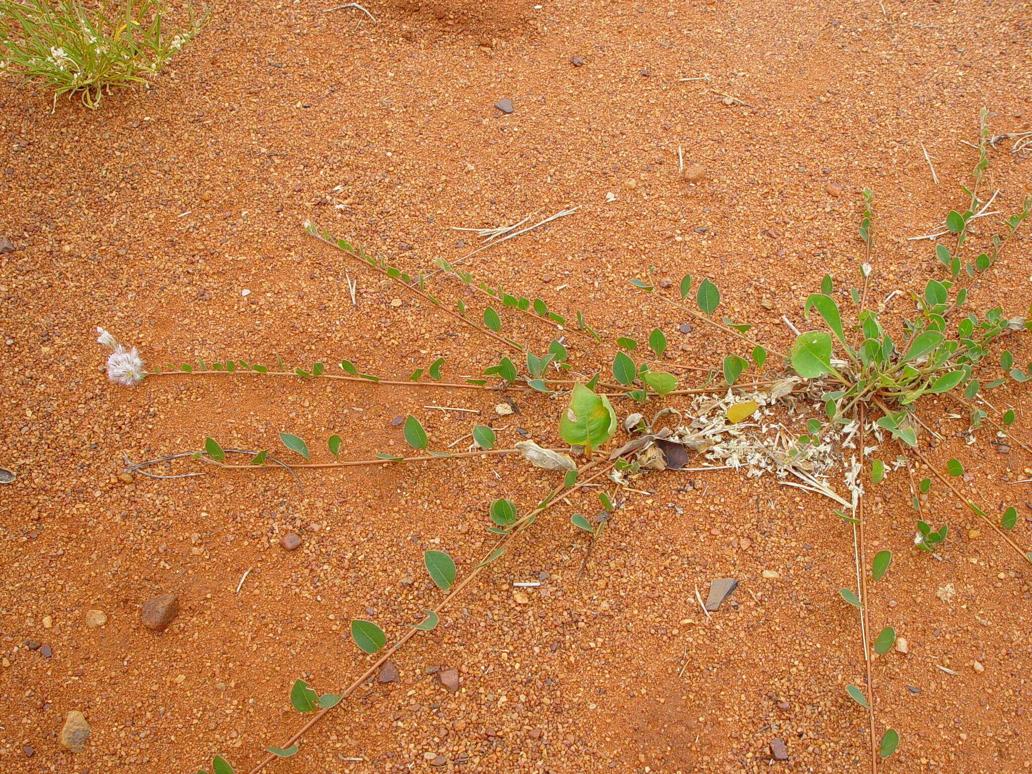 Image of Ptilotus axillaris (Benth.) F. Müll.