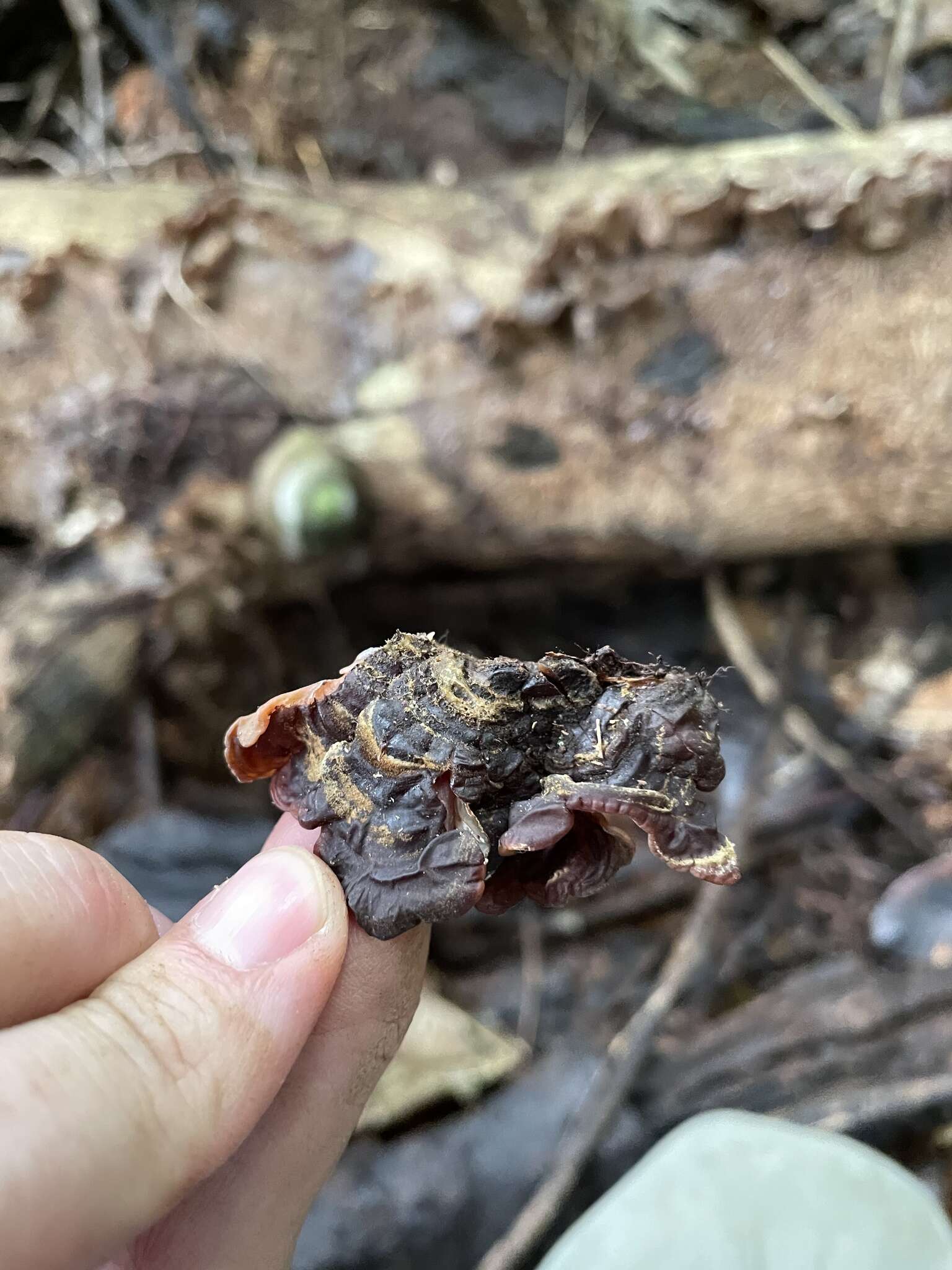 Image of Auricularia brasiliana Y. C. Dai & F. Wu 2015