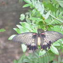 Papilio lowii Druce 1873 resmi