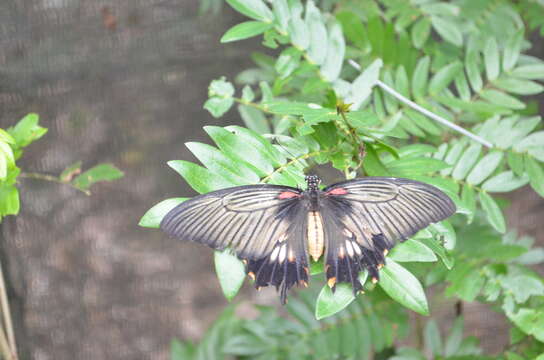 Papilio lowii Druce 1873 resmi