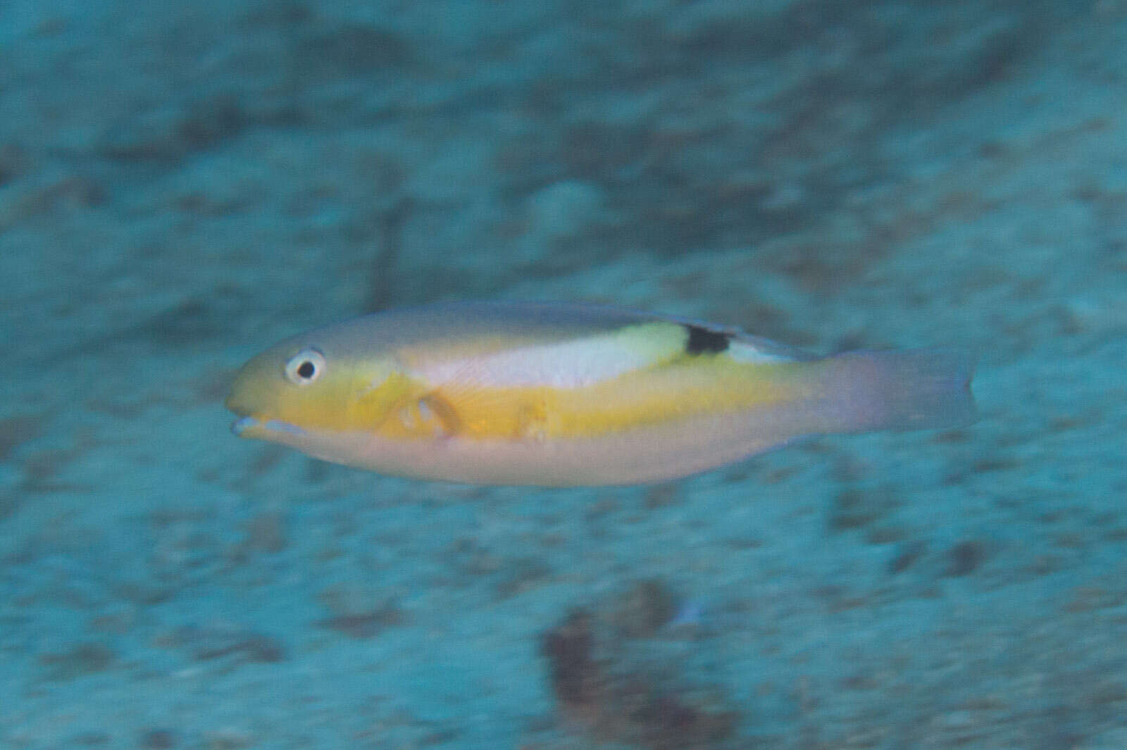 Image of Darkstripe tuskfish