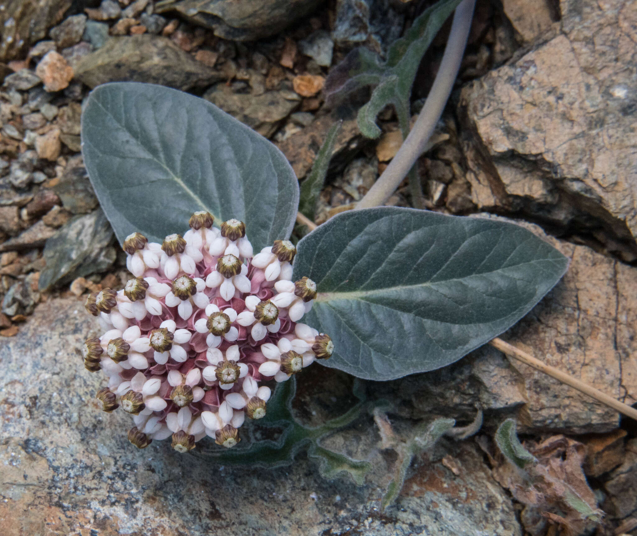 Image of serpentine milkweed