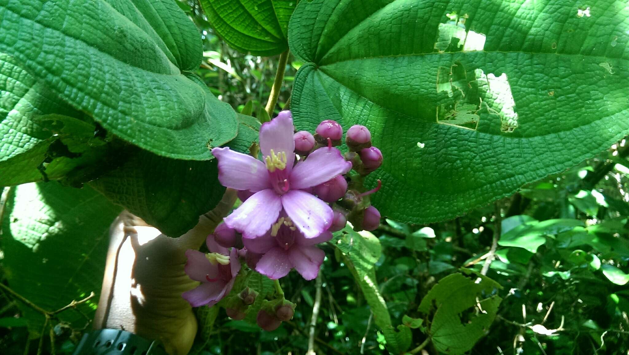 Image of Dichaetanthera cordifolia Baker