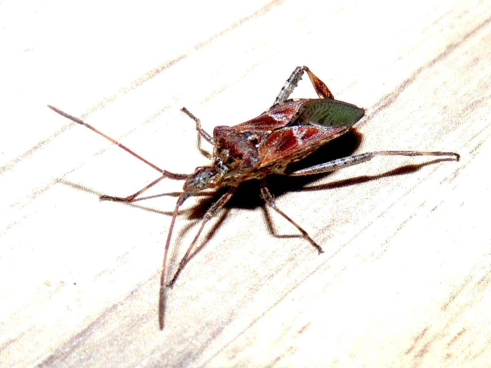 Image of Pine Seed Bug