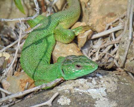 Image of Balkan Green Lizard