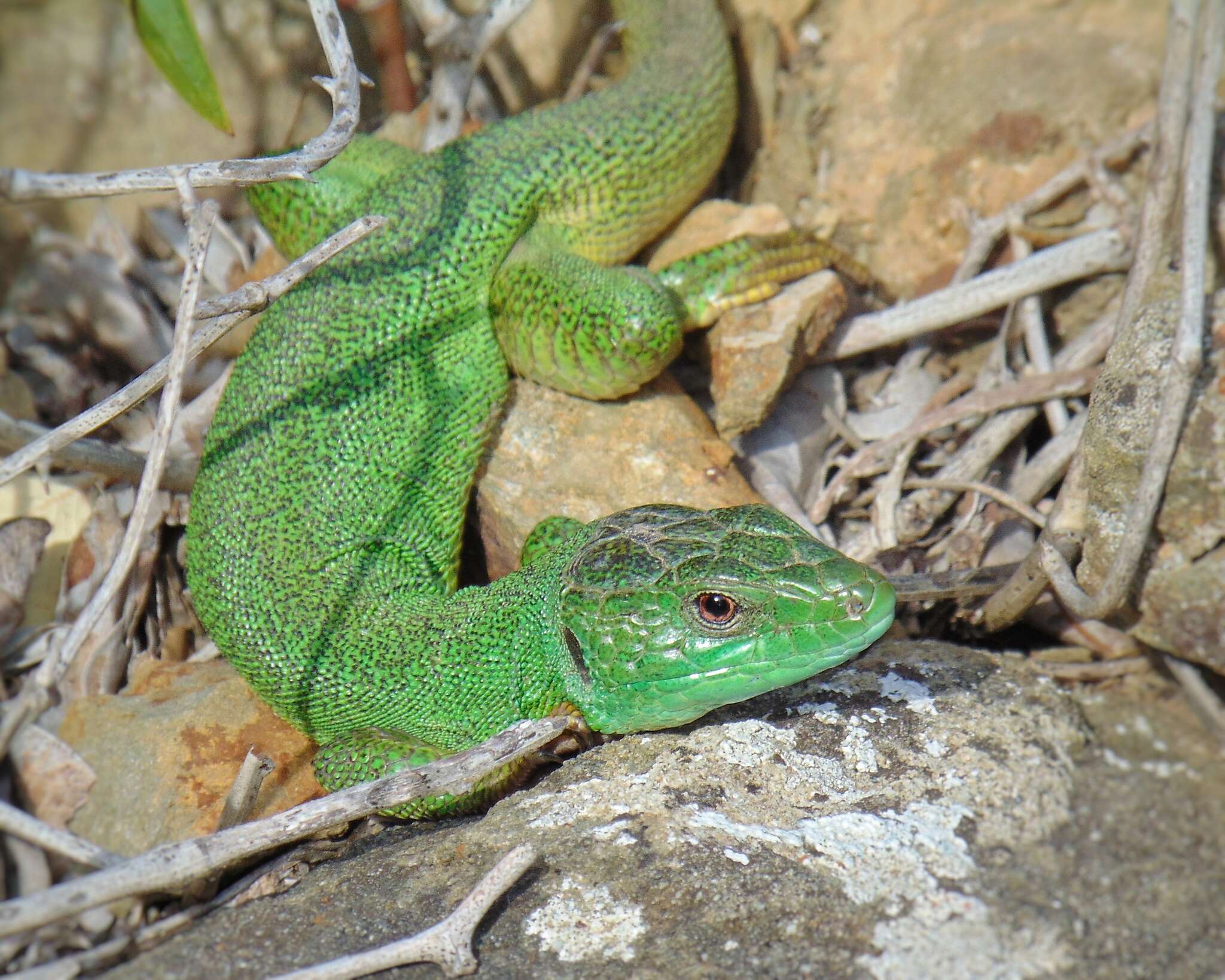 Imagem de Lacerta trilineata Bedriaga 1886