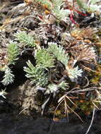 Image of Potentilla candicans Humb. & Bonpl. ex Schltdl.