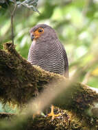 Image of Barred Forest Falcon