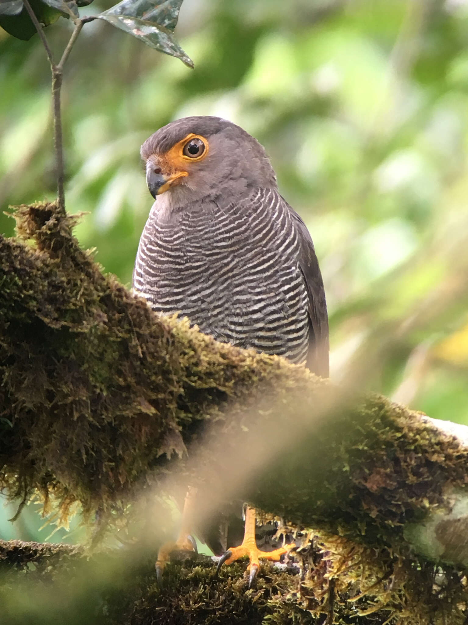 Image of Barred Forest Falcon
