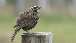 Image of Long-tailed Meadowlark