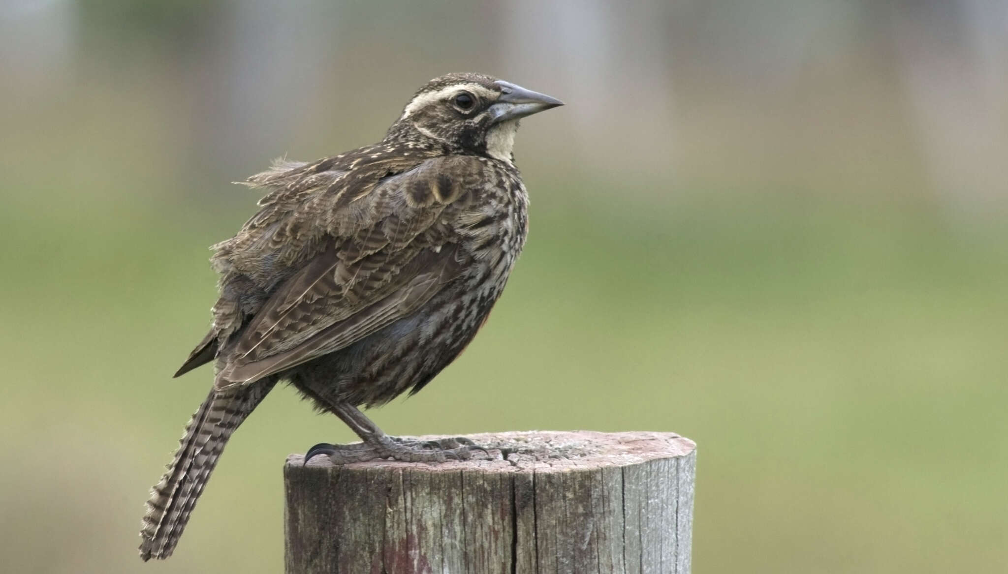 Image of Long-tailed Meadowlark