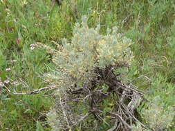 Artemisia tridentata subsp. vaseyana (Rydb.) Beetle resmi