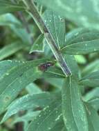 Image of wrinkleleaf goldenrod