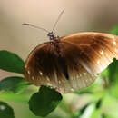 Plancia ëd Euploea helcita Boisduval 1859