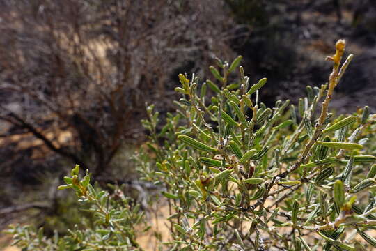 Image of Acacia wilhelmiana F. Muell.