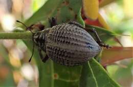 Image of Catasarcus transversalis Germar 1848